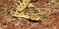 Puff adders mating.