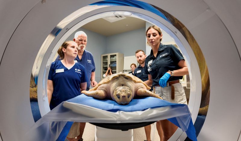 Specialized CT Scan Performed on Rescued Sea Turtle Rhossi - News Directory 3