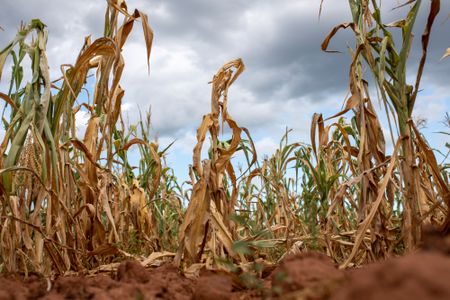 ‘Day Zero’ drought poses biggest potential threat to Gauteng’s economy, warns climatologist