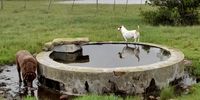 Salem, East Cape. Dogs and ducks revelling in recent rains. Small farm dam in background been empty for last 8 years. Image: Jack McLeod