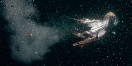 Barren seas: Once-teeming waters off KwaZulu-Natal show few signs of ocean life