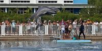 Tourists watch a show in a Dolphinarium in the tourist center of Cayo Saetia Island, Holguin province, Cuba, 26 September 2023.  EPA-EFE/Ernesto Mastrascusa