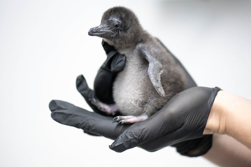 The world’s smallest penguin species, and other stories from around the globe