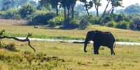 CAPTION: Scenery Okavango Delta</p>
<p>CREDIT: Karin Linder