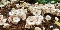 ‘Not magic but overnight’ - termite mushrooms from an abandoned termite nest outside my front door. Rustenburg. Photographer: Dave Starley