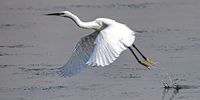 John-Gannet Getaway