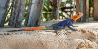 Namibian Rock Agama (male), Epupa Falls, Namibia. Photographer: Con Fauconnier