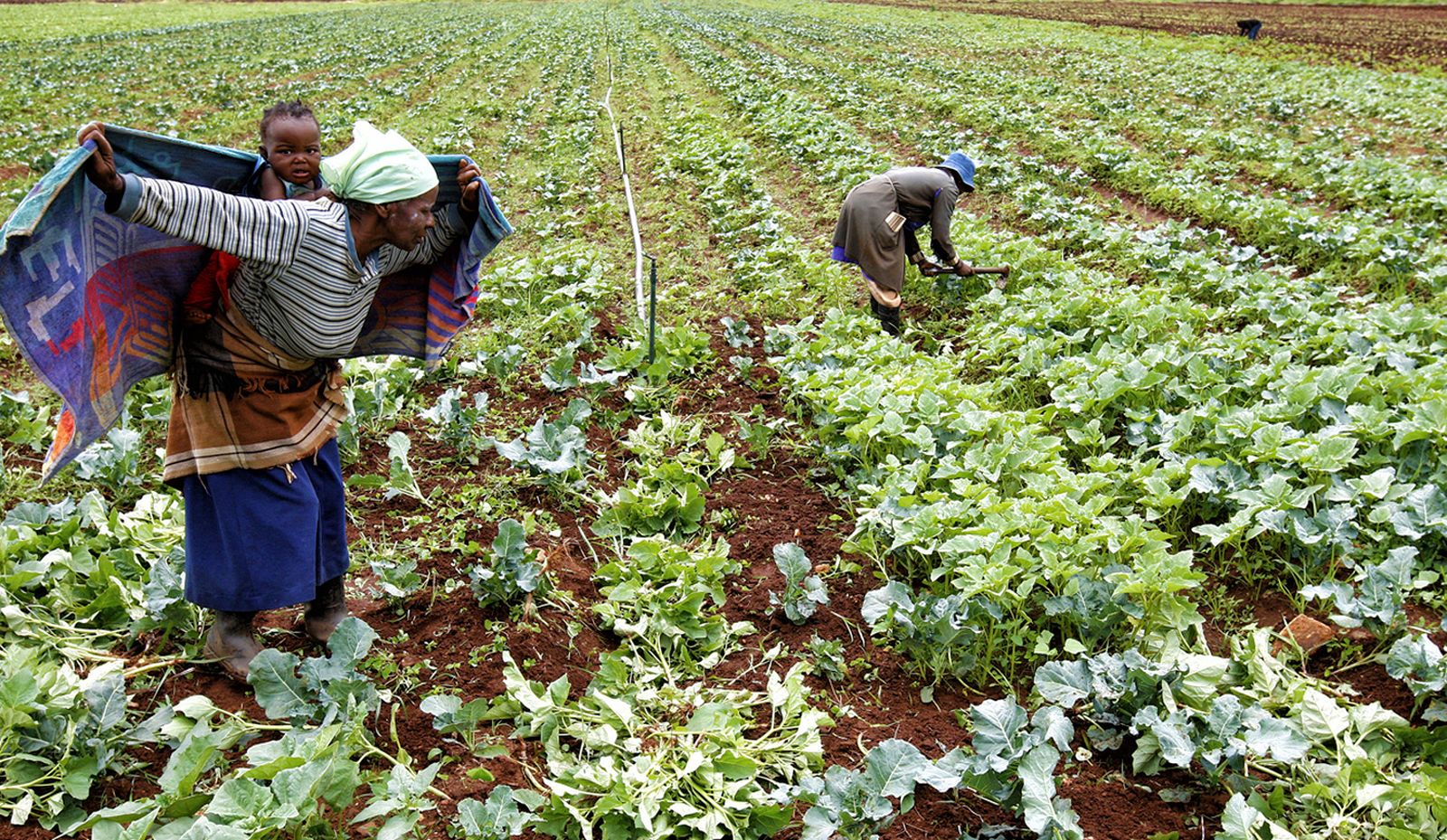 Land ownership in SA: The facts and figures