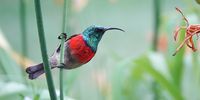 A Greater Double-Collared Sunbird eyeing its next meal. Image: Lloyd Zac