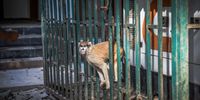 A confiscated monkey at the headquarters of the National Brigade for the Fight against Crime in Species of Wild Fauna and Flora, Guinea. (Photo: Nathalie Bertrams)