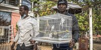 A cage with six birds is confiscated by the Guinean National Brigade for the Fight against Crime in Species of Wild Fauna and Flora at a raid in a private zoo, Guinea. (Photo: Nathalie Bertrams)