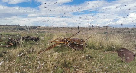 Plague of locusts marks South Africa's biggest outbreak cycle in 25 years