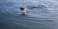 A seal swimming in the harbour at the Waterfront Photographer: Luke Sadler