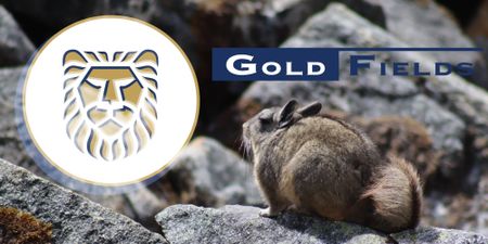 Tito the chinchilla represents a milestone for Gold Fields in Chile