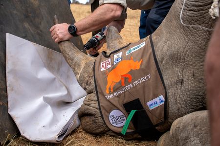Tracking poachers — how nuclear technology could transform rhino conservation