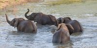 Ellies enjoying the arrival of warmer weather!  Kariega Game Reserve. Photographer: Olivia Stoch