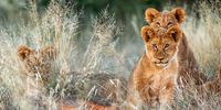 african-lion-book