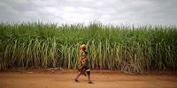 Workers Harvest Sugar Cane