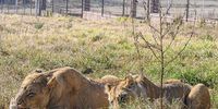 Lions at the Vrede Lion Farm on May 05, 2021 in Verkeerdevlei, South Africa.  It is reported that the South African government has revealed plans to begin the process of banning breeding lions, leopards, and rhinos among others in captivity for hunting and cub petting. (Photo: Gallo Images / Volksblad / Mlungisi Louw)