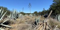 Agave stems and flowers (centre and left) and an expired agave (front right). (Photo: Leah van Deventer)<br>