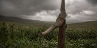 Uphondo [cattle horn]. Cattle are central to Bhaca culture. After ritual slaughter for a ceremony, the skull was placed on the field. Cancele, southern Kwa-Zulu Natal. 2023. (Photo: Tristen Taylor)
