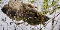 Baby crocodile, from Mopani camp, Kruger Park. Image: Lucy Allais