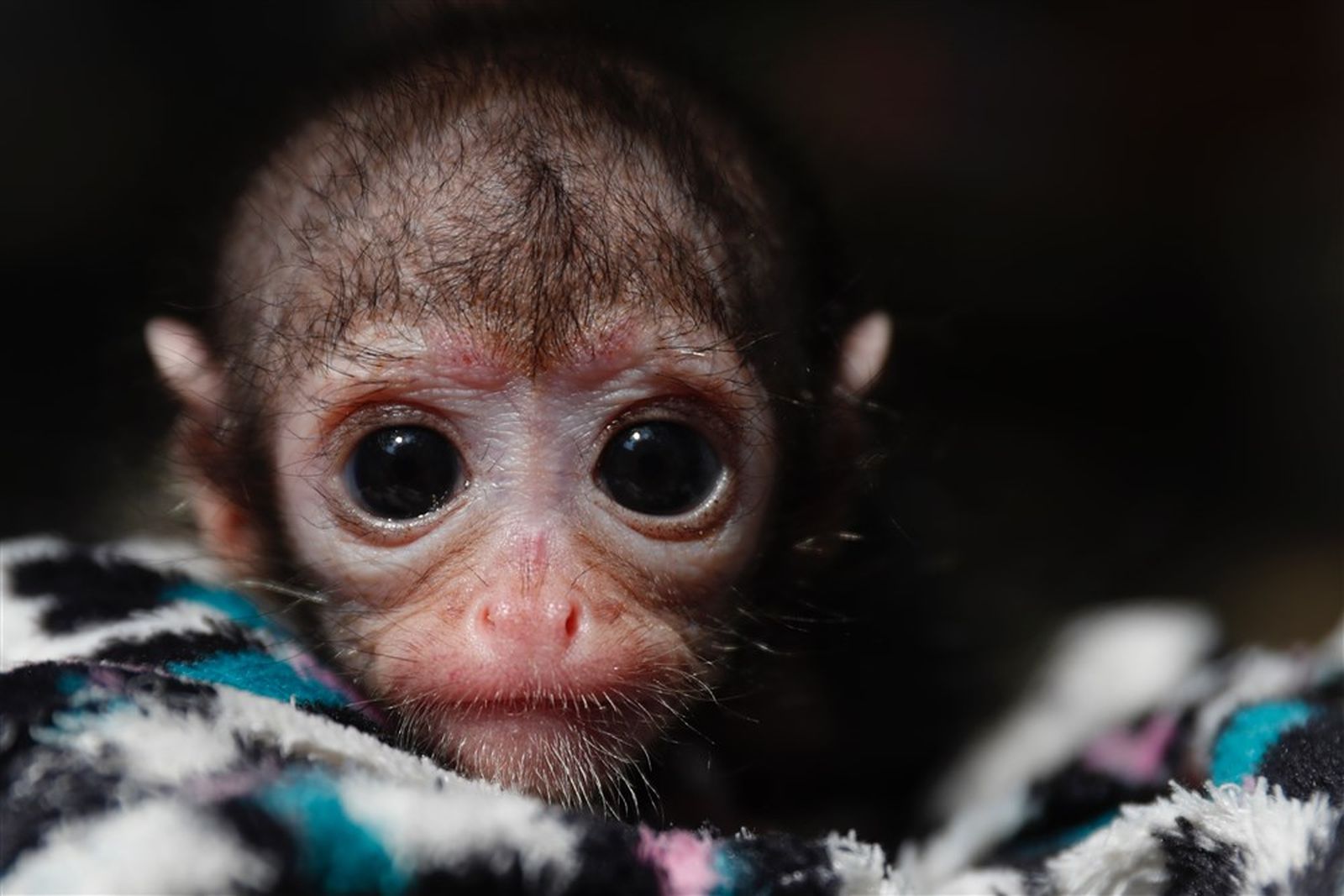Newborn baby spider monkey in Cali, Colombia, and more from around the ...