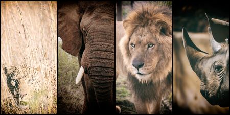 Creecy's expected wildlife policy position paper sparks hope for the future of South Africa’s wild animal management