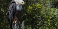  Beautiful Fish Eagle in Chobe March ‘21</p>
<p>