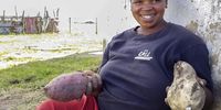 Babalwa Phakathi, Mdatya Village, Eastern Cape, with red and white sweet potatoes from her harvest. (Photo: Margie Pretorius)