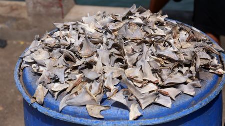 CITES has failed the natural world. Here’s how it can be fixed.