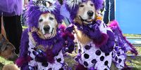  A pair of Golden Retriever dogs in Halloween costumes parade around Eisenhower Park during Barkfest on October 26, 2019 in East Meadow, New York. (Photo by Bruce Bennett/Getty Images)