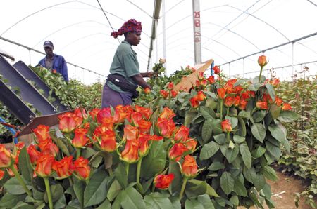 20 April: Iceland’s volcano devastates Kenya’s flower sales