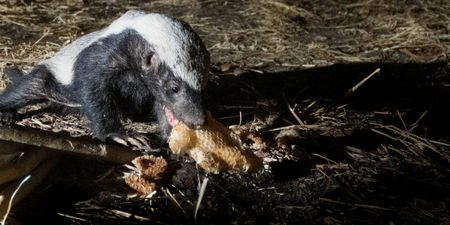 Intriguing symbiosis between greater honeyguides and honey badgers – the mythology and the facts