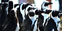 27/01/2022 Algoa Bay's, penguins, a great tourism attraction, will likely be under severe threat due to increasing red tide in the ocean, a new assessment of the impact of climate change on the region found.<br>(Photo: Deon Ferreira)