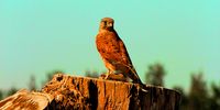 Rock Kestrel with prey in Tokai Plantation. Image: Dudley Morrissey