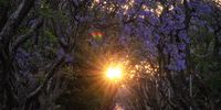 Down a jacaranda lined street, the setting sun perfectly frames a lady pulling her dustbin across the road. Photographer: Clare Appleyard (IG: @clareappleyard)