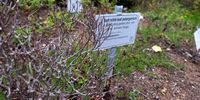 Don-Kirstenbosch 1