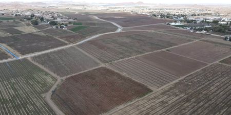 How rising temperatures threaten farmworkers in Northern Cape, South Africa’s sunniest province