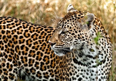 The problem with South Africa’s ‘problem animal’ guidelines