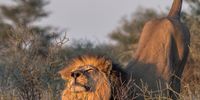 Early Morning Stretch. Photographer:Colin Thomas Brown</p>
<p>