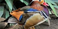 Delightful Designer Duck. Photographer: Janice Ashby