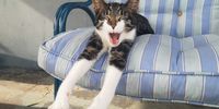I've noticed a dog bias in DM. Much as I love dogs, I think it's time for a revisionary representation of cats in the media. This is Rocketman, yawning. Nothing fluffy and cuddly about him.  Photographer: Sandra Dodson