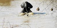Young elephants cavorting in the water in Pilanesburg National Park (spot the trunk of the submerged elephant). Photographer: Graeme Adamson 