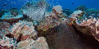 The Chagos Reef was vibrant before the heat wave. (Photo: Ken Marks/Khaled bin Sultan Living Oceans Foundation)