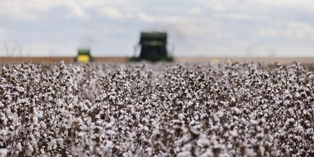 Cottoning on — Retailer group’s cotton project is a win for small-scale farmers and sustainability