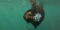 Snorkeling with curious seal pups in Hout Bay, Cape Town. Image: Tim Gaunt Guiding