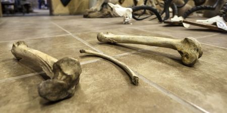 South Africa’s legal lion bone trade exploited by criminals
