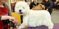 NEW YORK, NEW YORK - FEBRUARY 11: A West Highland Terrier is groomed backstage during the 149th Annual Westminster Kennel Club Dog Show – Junior Showmanship, Group Judging (Sporting, Working, Terrier) + Best in Show at Madison Square Garden on February 11, 2025 in New York City.  (Photo by Bryan Bedder/Getty Images for Westminster Kennel Club )