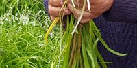 Susan Dehosse picks wild leeks beside the old farm road to flavour waterblommetjie bredie. (Photo: Kit Heathcock)